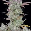 Gorilla Cookies Auto plant featuring trichome-coated buds and fan leaves, illuminated in low light