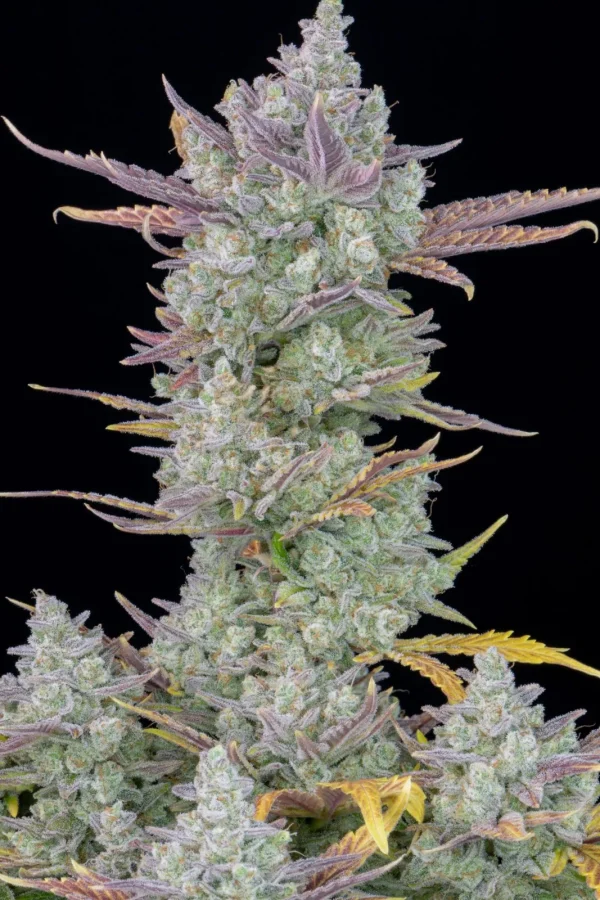 Gorilla Cookies Auto plant featuring trichome-coated buds and fan leaves, illuminated in low light