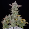 Close-up of Gorilla Cookies Auto bud with thick resin and vibrant green leaves in a dark grow space
