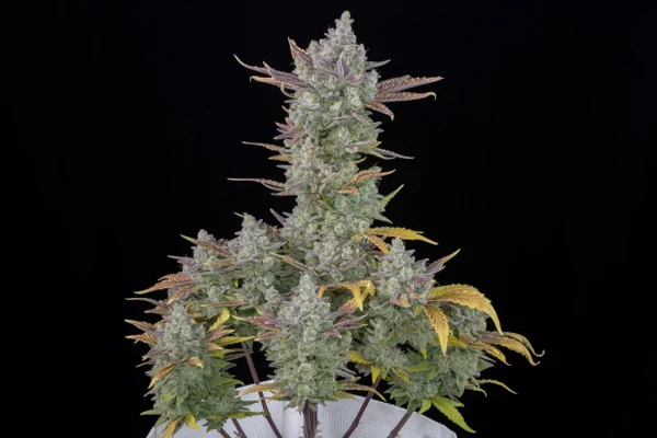 Close-up of Gorilla Cookies Auto bud with thick resin and vibrant green leaves in a dark grow space