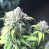 Gorilla Cookies Auto plant with large, frosty buds and a mix of green and purple leaves against a dark backdrop