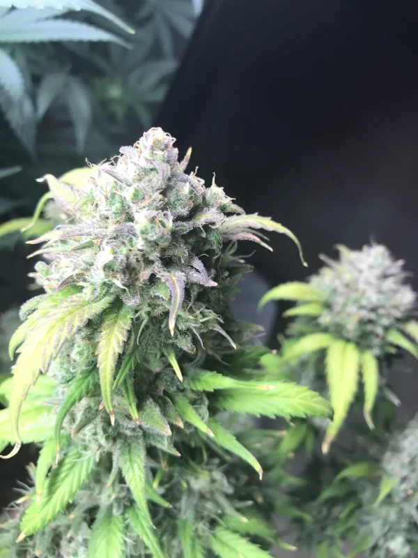 Gorilla Cookies Auto plant with large, frosty buds and a mix of green and purple leaves against a dark backdrop