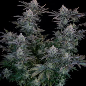 Dense and frosty buds of Gorilla Cookies Strain showcasing vibrant trichomes and a rich green hue.