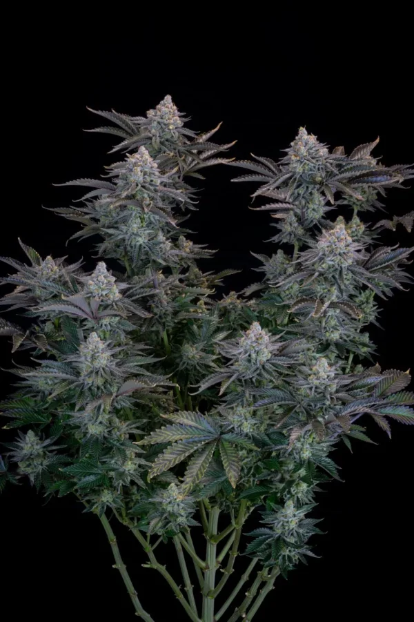Dense and frosty buds of Gorilla Cookies Strain showcasing vibrant trichomes and a rich green hue.