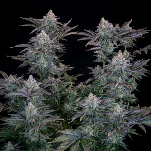 A close-up of Gorilla Cookies Strain's resinous buds, highlighting the frosty trichome coating.