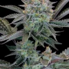 Gorilla Cookies Strain plant displaying full, robust buds with a sparkling resin cover and rich green leaves.
