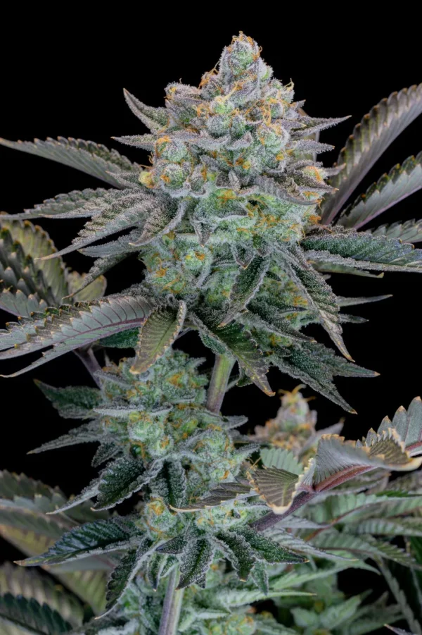 Gorilla Cookies Strain plant displaying full, robust buds with a sparkling resin cover and rich green leaves.