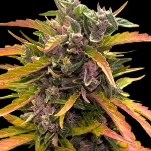 Gorilla Glue Auto Strain plant with vibrant buds and rich resin production under optimal indoor lighting conditions.