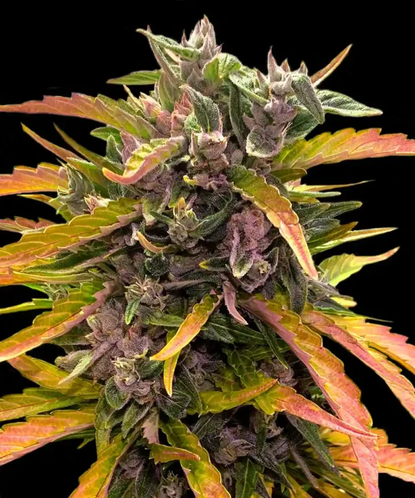 Gorilla Glue Auto Strain plant with vibrant buds and rich resin production under optimal indoor lighting conditions.