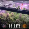 Close-up of Gorilla Glue Auto Strain in flowering stage, displaying dense bud structure and trichome-rich leaves.