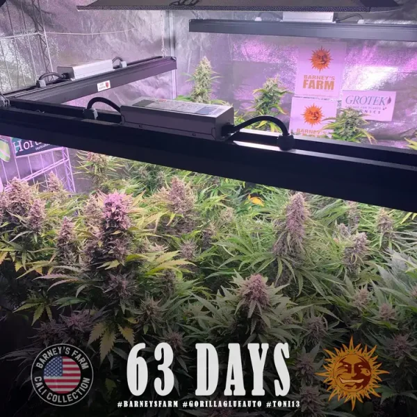 Close-up of Gorilla Glue Auto Strain in flowering stage, displaying dense bud structure and trichome-rich leaves.