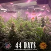 Indoor cultivation of Gorilla Glue Auto Strain at 44 days, highlighting strong plant growth and resinous buds.