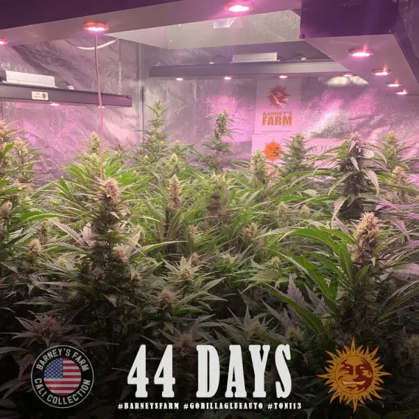 Indoor cultivation of Gorilla Glue Auto Strain at 44 days, highlighting strong plant growth and resinous buds.