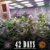 Gorilla Glue Auto Strain at 42 days in indoor setup, showcasing healthy bud development under full-spectrum lighting.