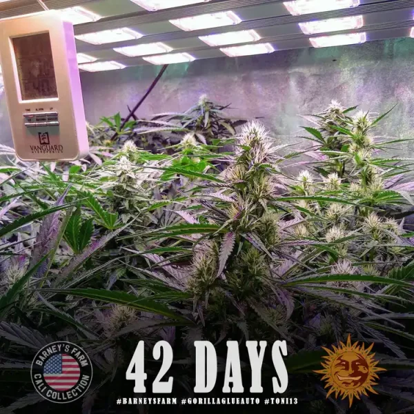 Gorilla Glue Auto Strain at 42 days in indoor setup, showcasing healthy bud development under full-spectrum lighting.
