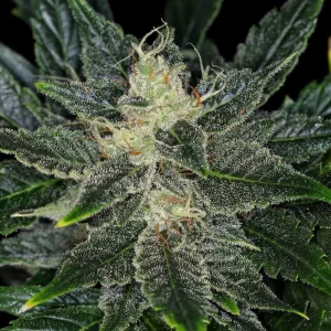 Gorilla King Auto strain with its vivid green leaves and thick layer of trichomes.