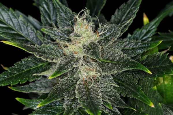 Gorilla King Auto strain with its vivid green leaves and thick layer of trichomes.