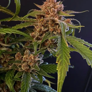 Gorilla Punch Auto bud with a rich layer of trichomes and dark green leaves against a black background.