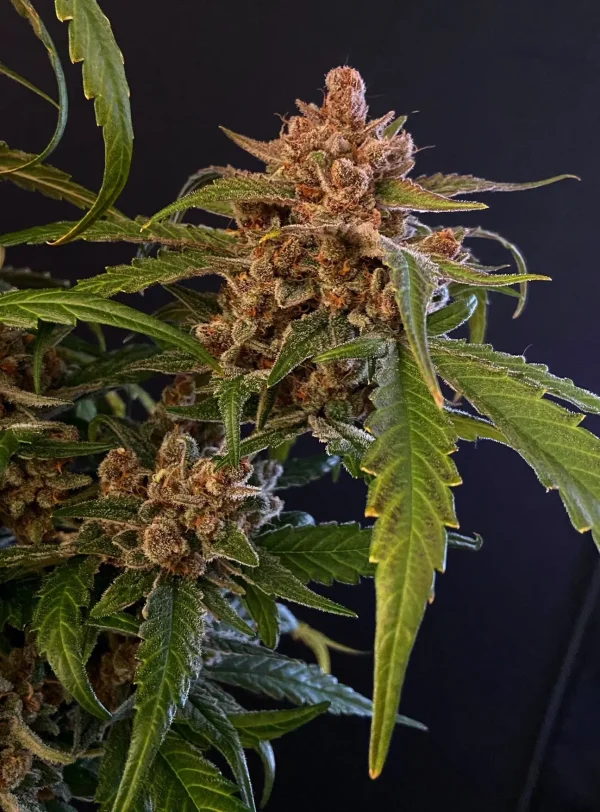 Gorilla Punch Auto bud with a rich layer of trichomes and dark green leaves against a black background.