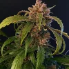Gorilla Punch Auto plant with thick buds, sparkling trichomes, and lush green leaves.