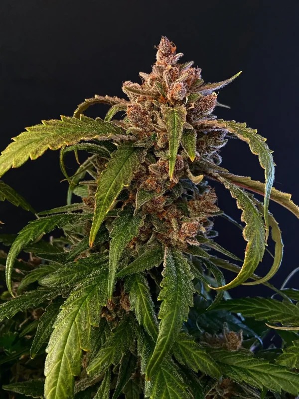 Gorilla Punch Auto plant with thick buds, sparkling trichomes, and lush green leaves.