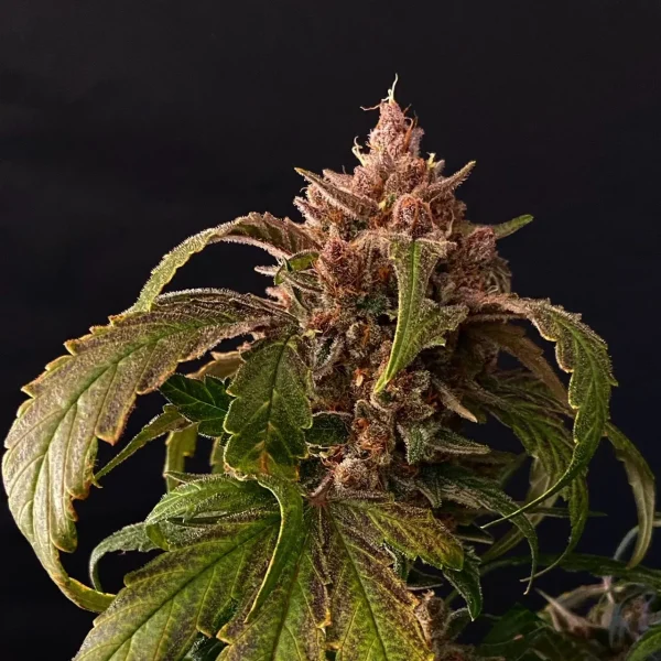 Close-up of Gorilla Punch Auto plant showcasing frosty buds and vibrant green foliage in a dark grow space.