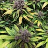 Gorilla Punch Auto bud with dense trichome coverage, green leaves, and purple hues under dark lighting.