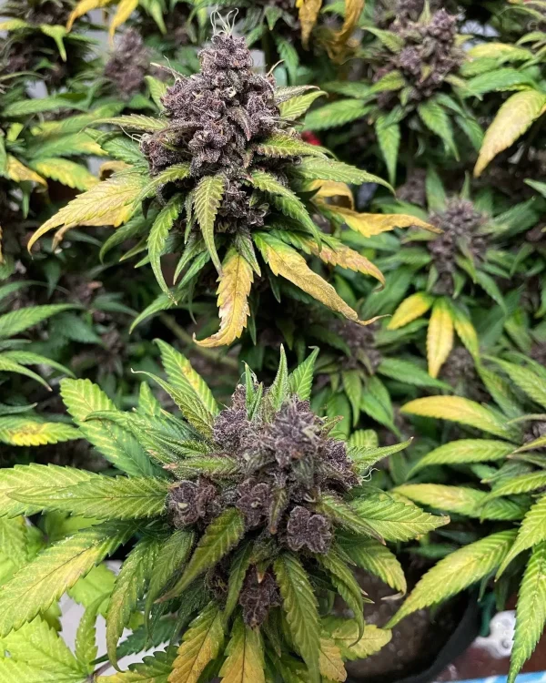 Gorilla Punch Auto bud with dense trichome coverage, green leaves, and purple hues under dark lighting.