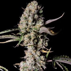 Gorilla Zkittlez Auto bud with trichome-rich flowers and a mix of green and purple leaves against a black backdrop.