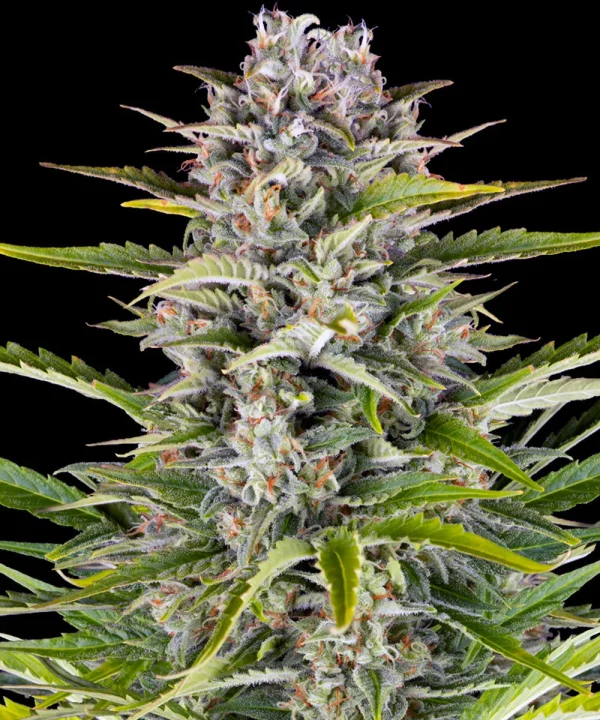 Close-up of Gorilla Zkittlez Auto Strain showcasing its resin-covered buds with vibrant green and orange hues
