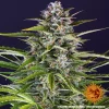 Mature Gorilla Zkittlez Auto Strain plant with dense, trichome-rich flowers and wide green leaves.