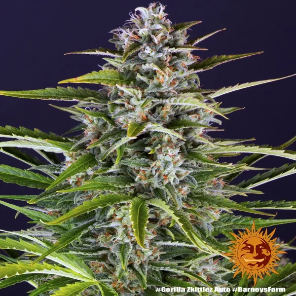 Mature Gorilla Zkittlez Auto Strain plant with dense, trichome-rich flowers and wide green leaves.