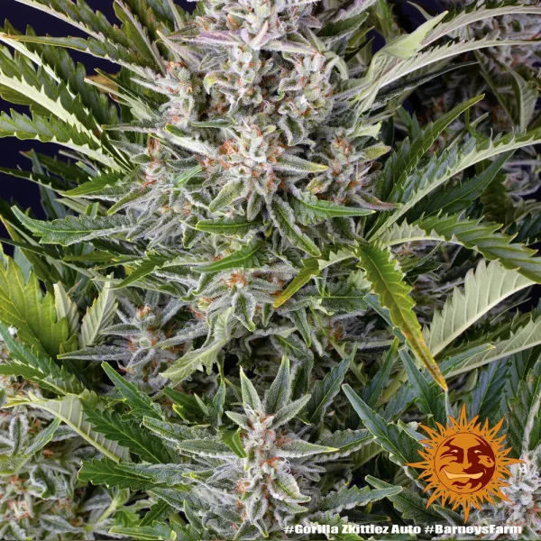 Detailed view of Gorilla Zkittlez Auto Strain bud, highlighting its frosty appearance and thick trichome coverage.