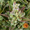 Zoomed-in Gorilla Zkittlez Auto Strain flower displaying a mix of purple, green, and resin-coated calyxes.