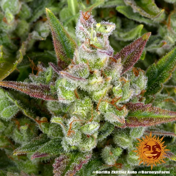 Zoomed-in Gorilla Zkittlez Auto Strain flower displaying a mix of purple, green, and resin-coated calyxes.