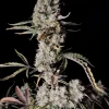 Gorilla Zkittlez Auto plant showing large, frosty buds and green foliage with hints of purple.