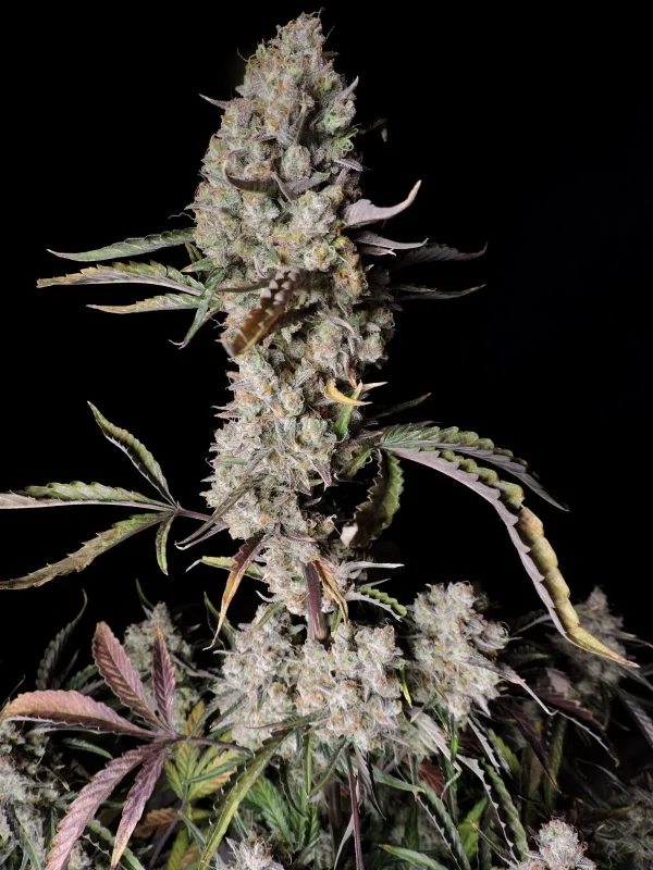 Gorilla Zkittlez Auto plant showing large, frosty buds and green foliage with hints of purple.