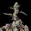 Close-up of Gorilla Zkittlez Auto plant with dense, resinous buds and vibrant purple accents.