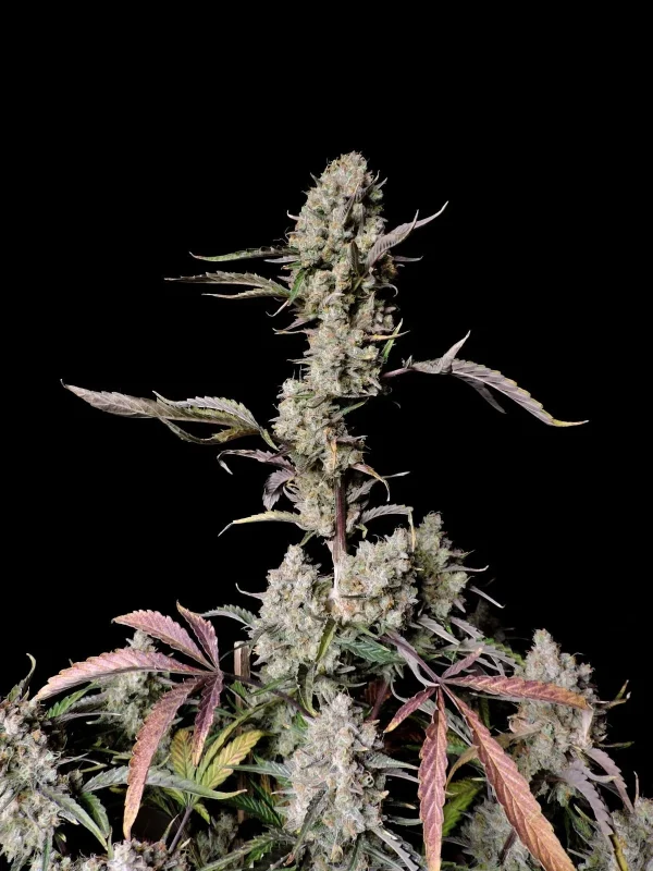 Close-up of Gorilla Zkittlez Auto plant with dense, resinous buds and vibrant purple accents.