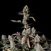 Gorilla Zkittlez Auto bud featuring purple hues and a layer of frosty trichomes, set against a dark background.