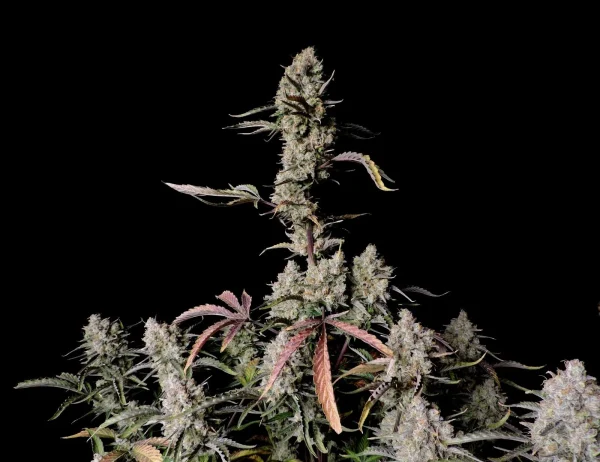 Gorilla Zkittlez Auto bud featuring purple hues and a layer of frosty trichomes, set against a dark background.