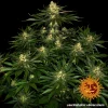 Gorilla Zkittlez strain bud featuring a mix of green tones, bright orange pistils, and a generous trichome coating.