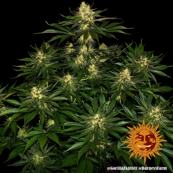 Gorilla Zkittlez strain bud featuring a mix of green tones, bright orange pistils, and a generous trichome coating.
