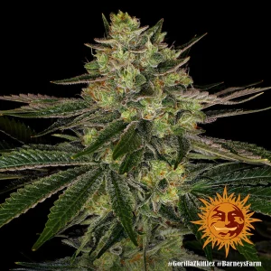 Flowering Gorilla Zkittlez strain plant displaying resinous buds and broad, healthy foliage.