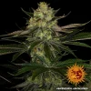 Close-up of Gorilla Zkittlez strain bud, highlighting its frosty trichomes and rich green leaves.