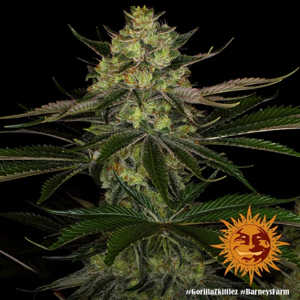 Close-up of Gorilla Zkittlez strain bud, highlighting its frosty trichomes and rich green leaves.