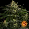 Gorilla Zkittlez strain showcasing dense, trichome-covered buds with vibrant green hues and orange pistils.