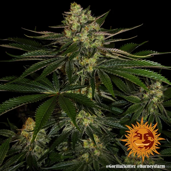 Gorilla Zkittlez strain showcasing dense, trichome-covered buds with vibrant green hues and orange pistils.