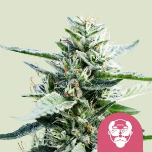 Granddaddy Purple Strain showcasing its deep purple hues and trichome-laden buds, perfect for high resin production.