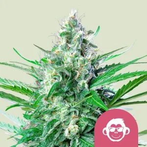 Bud of Grape Ape Strain showcasing a frosty coating of trichomes and vibrant green foliage with hints of purple.